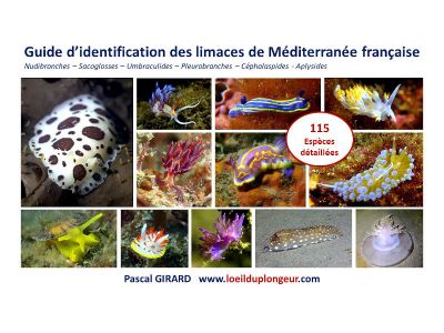 Guide d�identification des limaces de M�diterran�e fran�aise