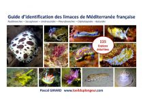 Guide didentification des limaces de Méditerranée française