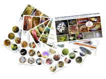 Guide didentification des limaces de Méditerranée française