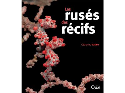 LES RUS�S DES R�CIFS