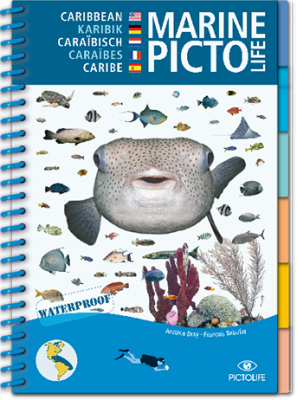 Marine Pictolife Caraibes